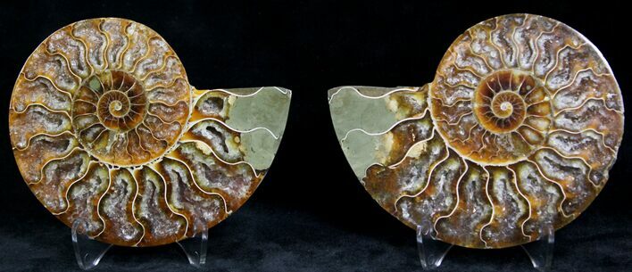 Polished Ammonite Pair - Million Years #22259